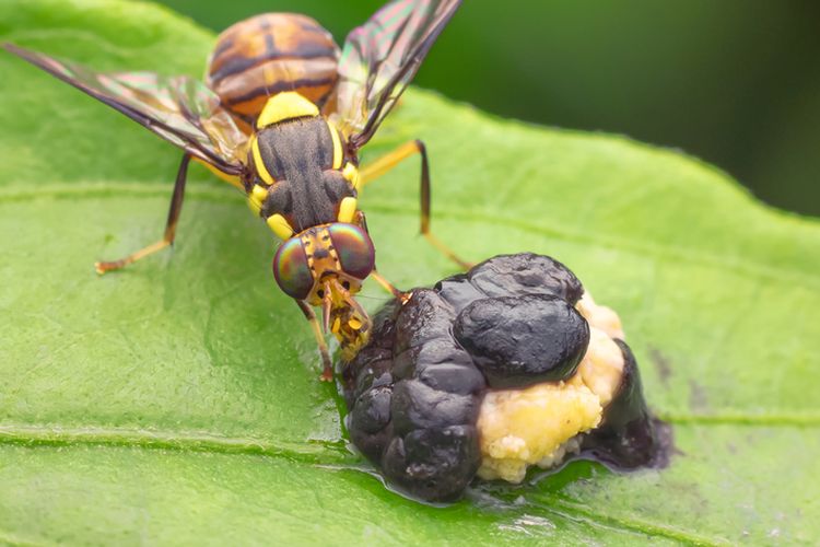 Ilustrasi hama lalat buah (Bactrocera sp.) pada tanaman.
