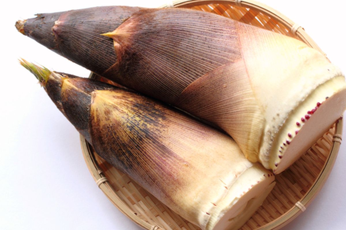 Ilustrasi rebung bambu untuk ZPT