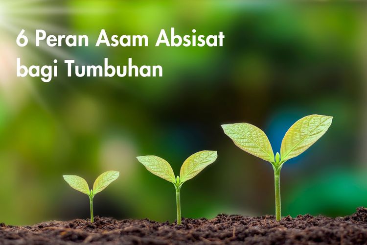 Salah satu peran asam absisat bagi tumbuhan adalah mendorong dormansi (perlambatan pertumbuhan benih). Apa saja fungsi asam absisat lainnya?