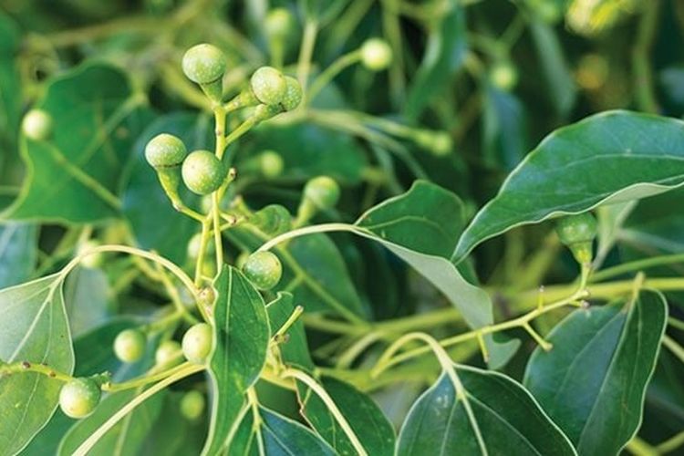 pohon Dryobalanops aromatica