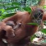 Bayi Orang Utan Ke-7 Lahir di Pusat Reintroduksi Cagar Alam Aceh Besar