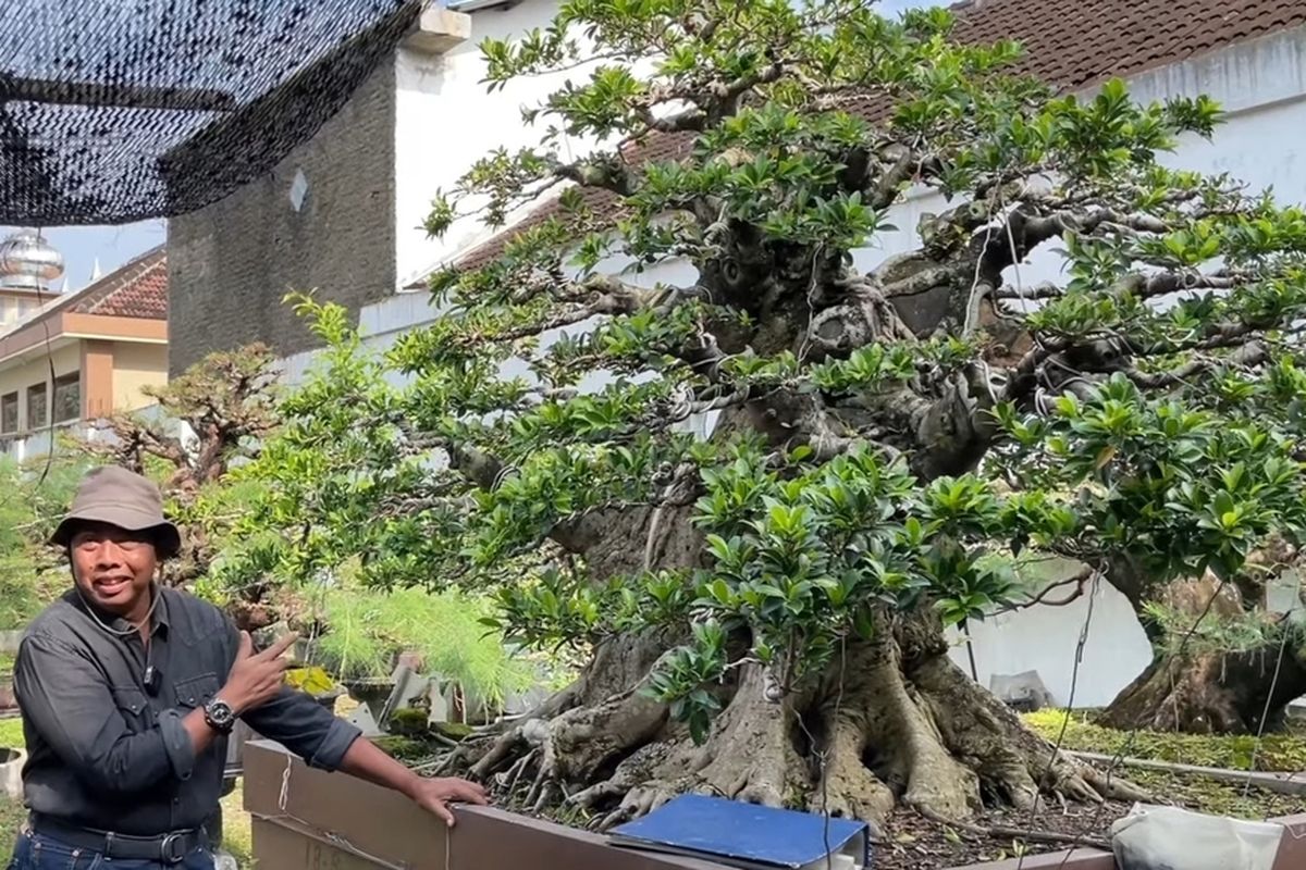 Bonsai berukuran besar milik Handoyo yang hanya direlakannya jika ditukar dengan Jeep Rubicon.