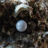 5 Jenis Mutiara Budidaya, Kenali Perbedaannya agar Tahu Keindahannya