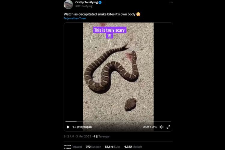 Video yang memperlihatkan ular masih bisa menggigit badannya sendiri walau kepalanya sudah putus.