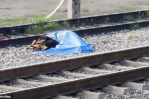 Anjing Setia Ini Meringkuk di Samping Jenazah Majikan yang Tewas Disambar Kereta