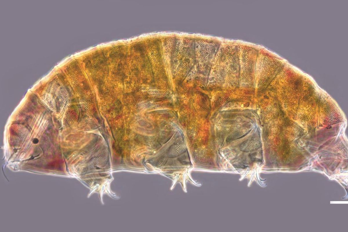 Penampakan Cornechiniscus mystacinus. Spesies baru tardigrade yang sebelumnya tak diketahui ini ditemukan di pegunungan sekitar Tashkömür di wilayah Jalalabat di Kirgistan utara.