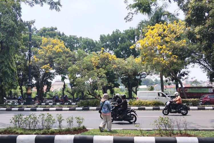 Saat Tabebuya Kuning Bermekaran di Cibinong, Bikin Warga Berhenti Sejenak Menikmati Sore