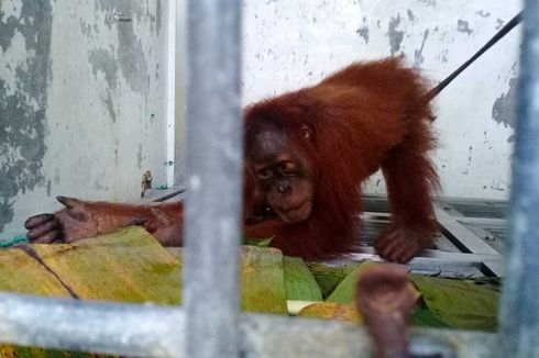 Tim Gabungan Polres Binjai dan BBKSDA Sumut Amankan 3 Terduga Pelaku Perdagangan Orangutan