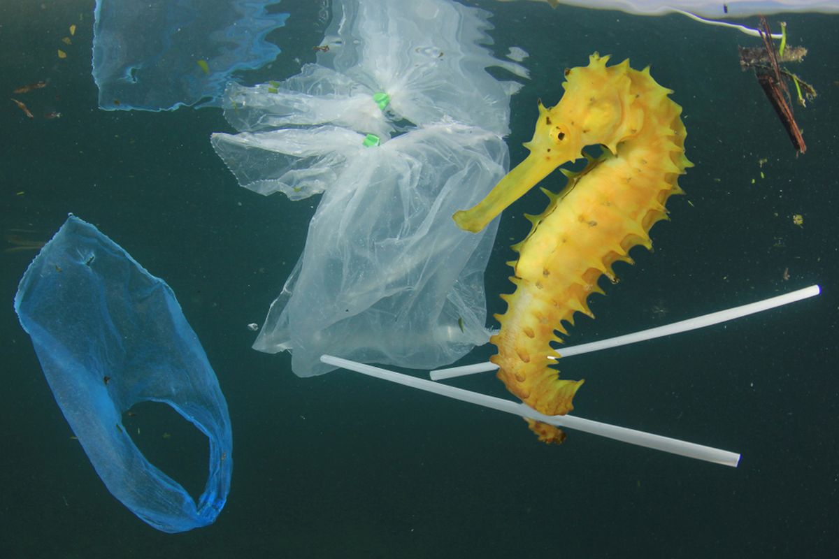 Seekor kuda laut tengah berenang di antara sampah-sampah plastik yang melayang di air.