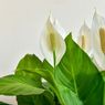 Tips Menyiram Tanaman Peace Lily agar Semakin Subur