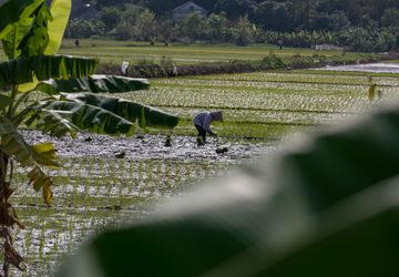 Kalender Warige Disebut Hanya 35 Persen Cocok Saat El Nino dan La Nina