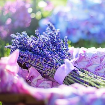 Ilustrasi lavender, bunga lavender.