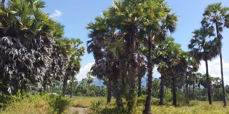 Dua kali sehari para petani di Sikka, Flores, memanjat pohon lontar untuk mengiris dan menampung tetesan-tetesan air lontar. Nira atau moke putih itulah yang selanjutnya dimasak dan disuling untuk menjadi moke.