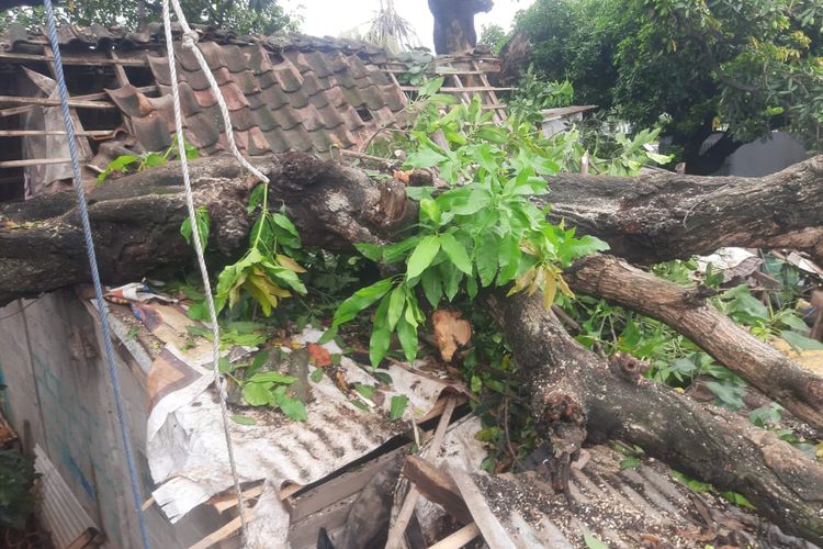 Foto: Cuaca ekstrem di Kelurahan Dawuhan, Kecamatan Situbondo, Kabupaten Situbondo, Provinsi Jawa Timur sebabkan pohon roboh dan menimpa rumah warga pada Senin (11/3/2024).