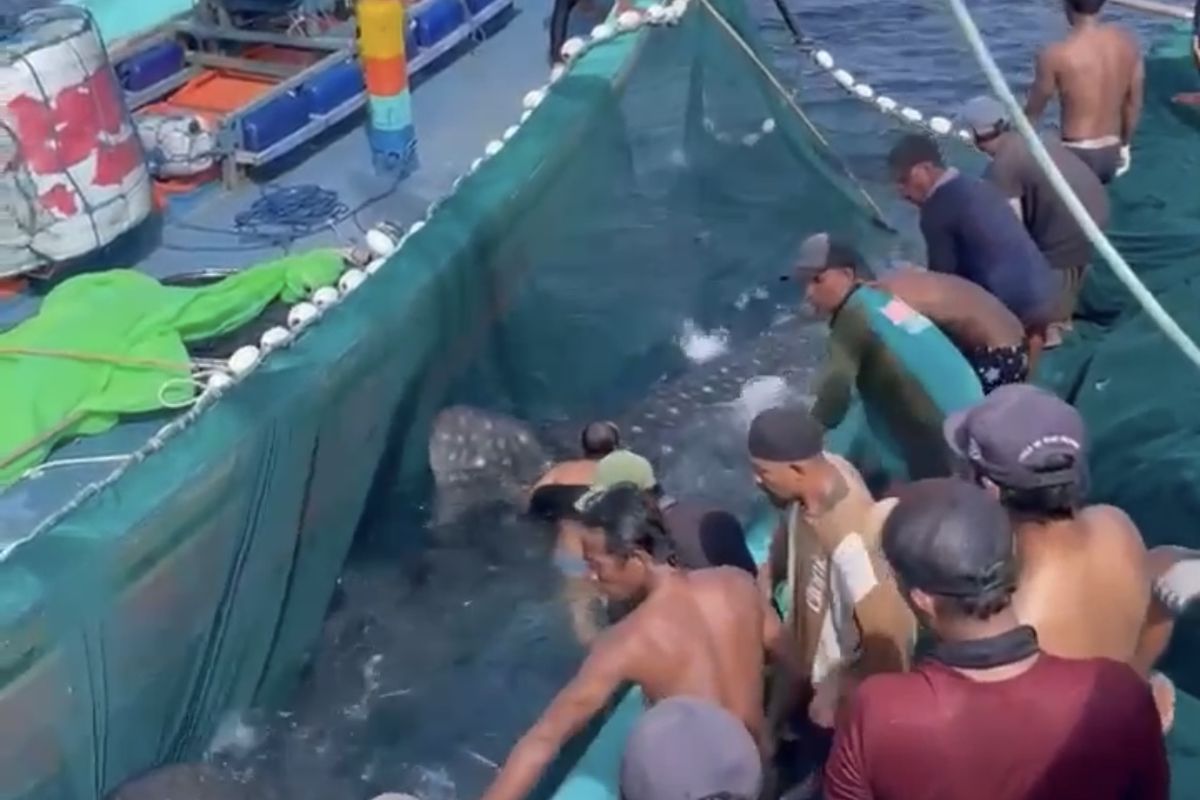 Momen saat nelayan berusaha melepas Hiu Paus usai tertangkap jaring nelayan.