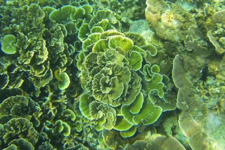 Keindahan ekosistem terumbu karang yang terancam