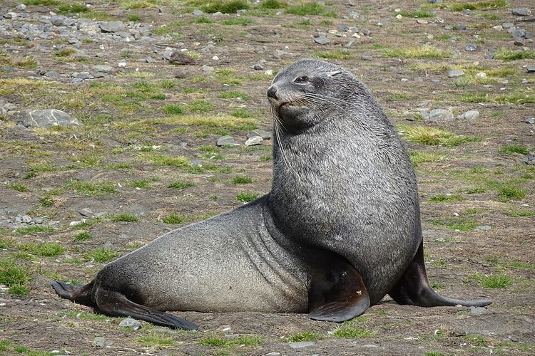 Lubang Ozon di Antartika Pengaruhi Keturunan Anjing Laut dan Penguin 