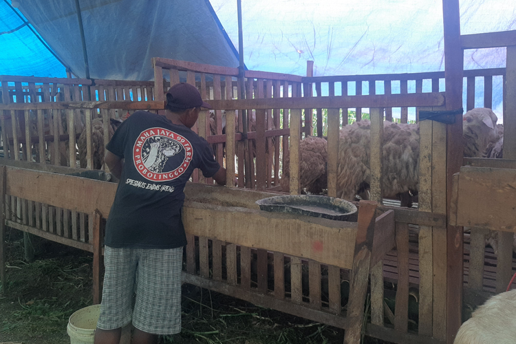 Pedagang kambing di Lumajang kebanjiran pesanan menjelang idul adha akibat wabah PMK yang menyerang sapi, Rabu (6/7/2022)