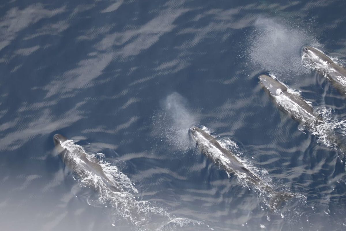 Penampakan paus sperma di perairan barat sumatera pada 24 Mei 2024. Survei OceanX 2024 mengungkap 93 persen habitat paus dan lumba-lumba di perairan barat Sumatera berada di luar kawasan lindung.