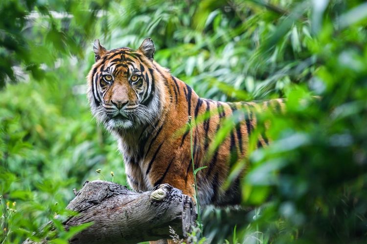 Harimau Sunda terancam punah.