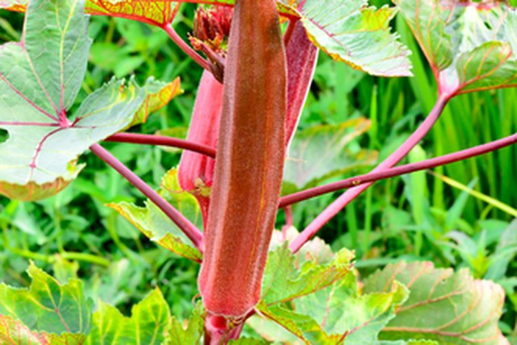 Tanaman okra merah
