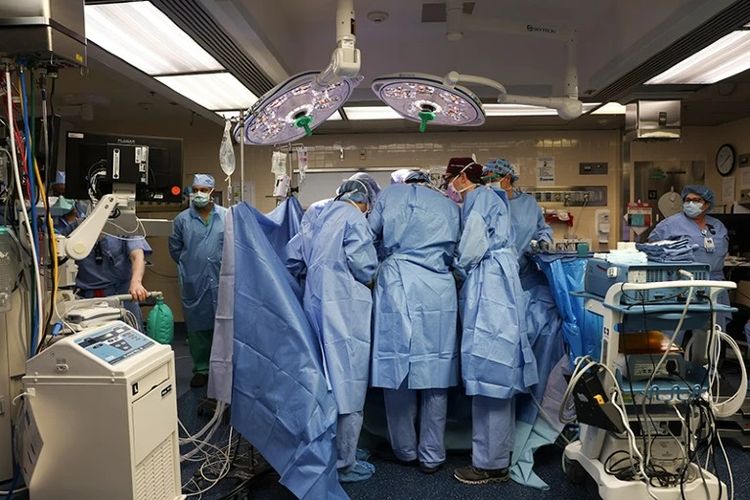 Tim dokter dari Massachusetts General Hospital sedang melakukan operasi cangkok ginjal babi ke manusia.