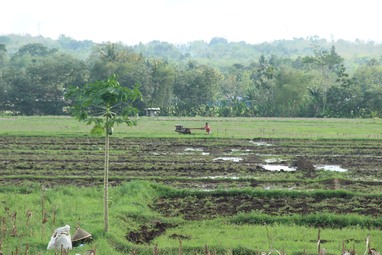 Salah satu areal pertanian tadah hujan di Desa Pajerukan, Kalibagor, Banyumas, Jawa Tengah. Gambar diambil pada Kamis (30/11/2023).