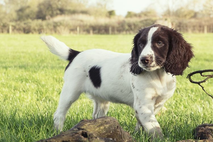 Ilustrasi anjing ras English Springer Spaniel. 