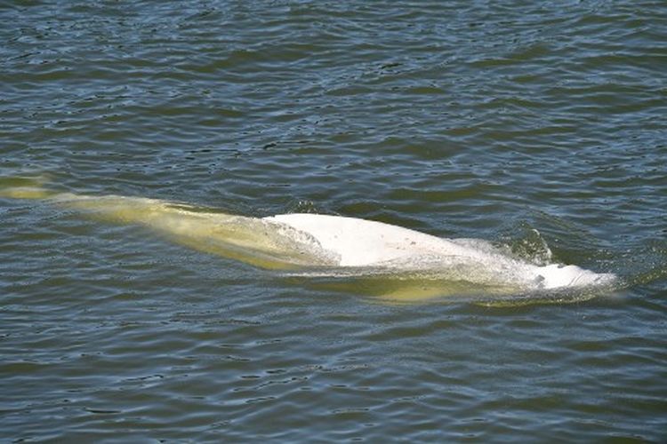 Seekor paus beluga terlihat berenang di sungai Seine Perancis, dekat kunci di Courcelles-sur-Seine, Prancis barat pada 5 Agustus 2022.