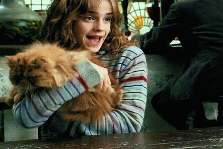 Hermione Granger saat menggendong kucing peliharaannya, Crookshanks.