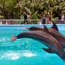 Tempat Wisata di Luar Lembaga Konservasi Dilarang Sajikan Atraksi Lumba-lumba 