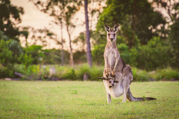 Kanguru dan anaknya di dalam kantong. Studi menunjukkan, kanguru menggunakan ekornya untuk berjalan, ini seperti tambahan kaki. Fungsi kantong Kanguru.