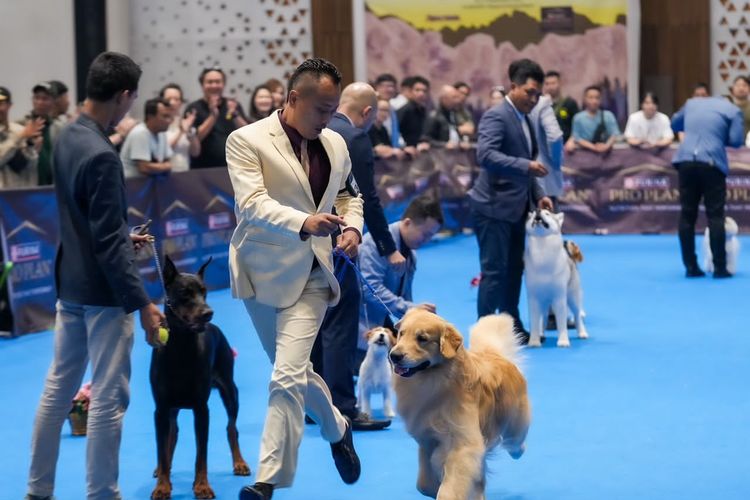 Kontes anjing Perkin Jaya All Breed Dog Show 2023 digelar di Bogor, Sabtu (16/9/2023) hingga Minggu (17/9/2023). 