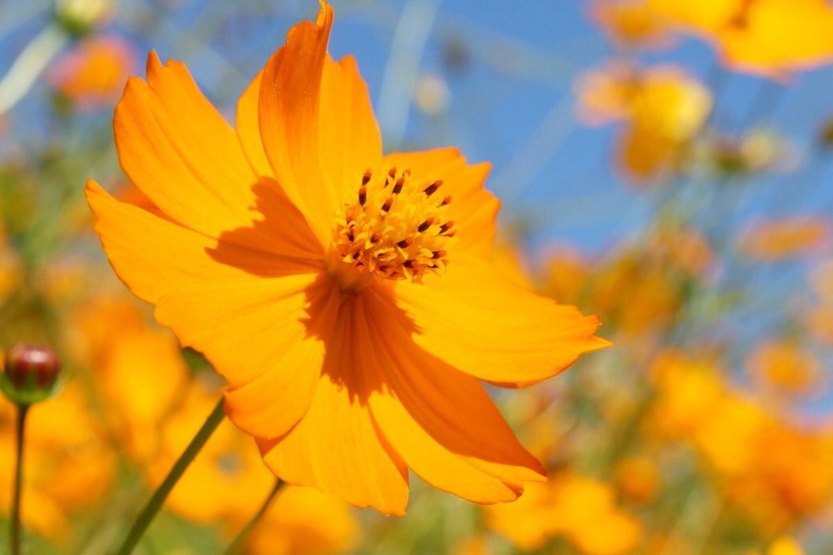 Ilustrasi tanaman bunga cosmos atau bunga kenikir.