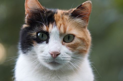 Alasan Tidak Ada Kucing Belang Tiga Jantan, Ini Penjelasan Pakar IPB