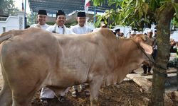 Bupati Dedi Mulyadi dan Hari Raya Idul Adha...