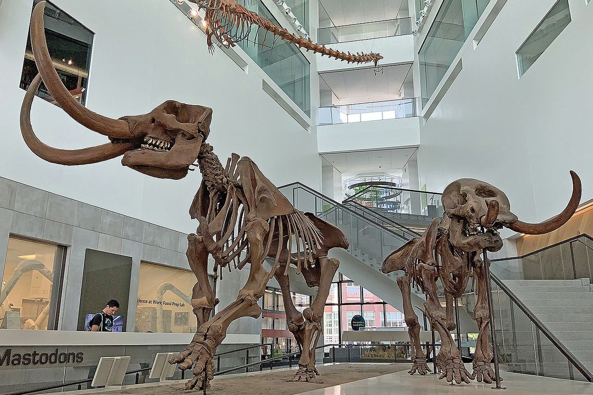 Fosil tulang mastodon Amerika (Mammut americanum) yang disimpan di University of Michigan Museum of Natural History. Megafauna yang pernah hidup di Bumi dan punah pada 11.000 tahun yang lalu.