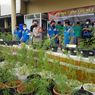 Polisi Tangkap Penanam Ganja dalam Pot di Brebes, 300 Pot Ganja Diamankan