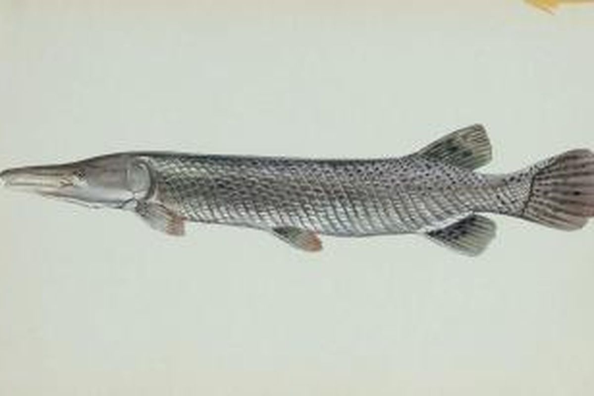 Ikan aligator (Atractosteus spatula)