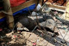 Pengakuan Tersangka Rekayasa Isu Babi Ngepet di Depok, Beli Babi Rp 900.000 secara Online