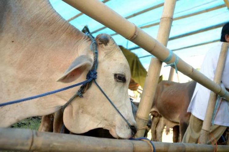 Ilustrasi hewan kurban.
