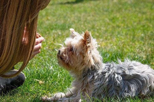 6 Langkah untuk Membuat Anjing Patuh, Simak Tipsnya