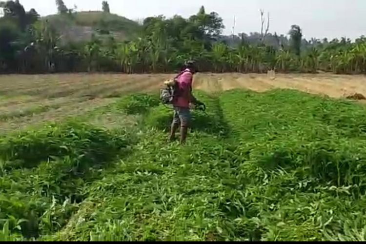 Sejumlah petani yang ada di kawasan Sidomulyo Tembesi, Batam, Kepulauan Riau memilih membabat habis tanaman sayur mereka sendiri.  Hal ini dilakukan mereka karena merasa kecewa dengan harga sayuran yang saat ini sangat anjlok dipasaran.
