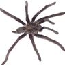 Genus Baru Tarantula Memiliki “Genitalia Raksasa” untuk Bertahan dari Betina Haus Darah