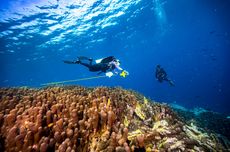 Peneliti dari Ocean Gardener Temukan Koloni Karang Raksasa di Nusa Penida