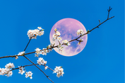 ‘Pink Moon’ di Bulan April, Fenomena Langit yang Diikuti ‘Blue Moon’ Mei
