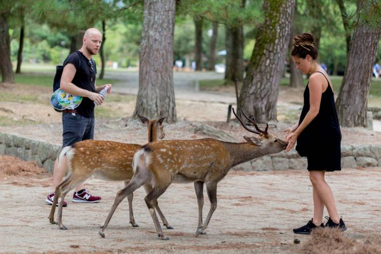 Wisatawan memberi makan rusa di Nara Park Jepang.
