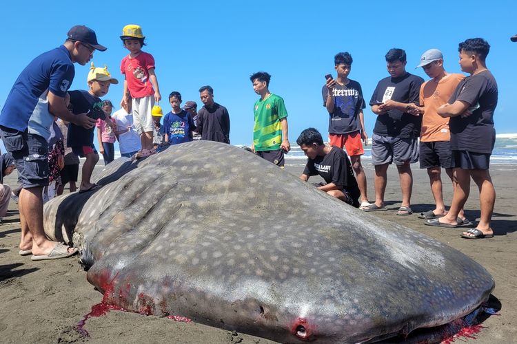 Foto : Hiu Tutul Seberat 3 Ton Mati Terdampar di Pantai Cilacap Halaman 1