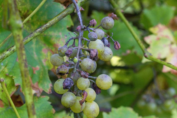 Ilustrasi penyakit downy mildew pada anggur