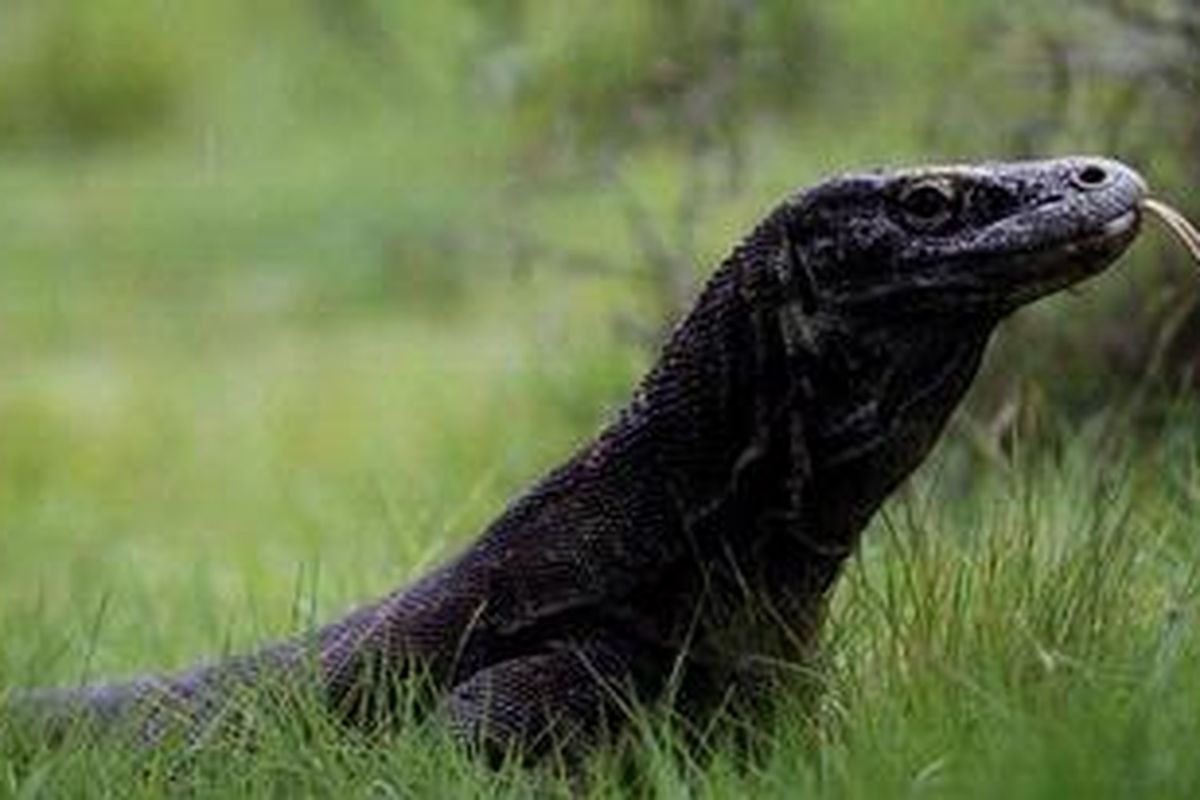 Satwa endemik Komodo (Varanus komodoensis) di Pulau Rinca, Taman Nasional Komodo, Manggarai Barat, Nusa Tenggara Timur, Senin (29/11/2010). 